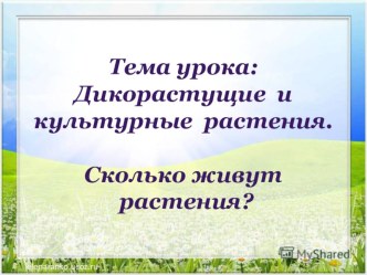 Дикорастущие и культурные растения. Сколько живут растения? 2 класс ПНШ