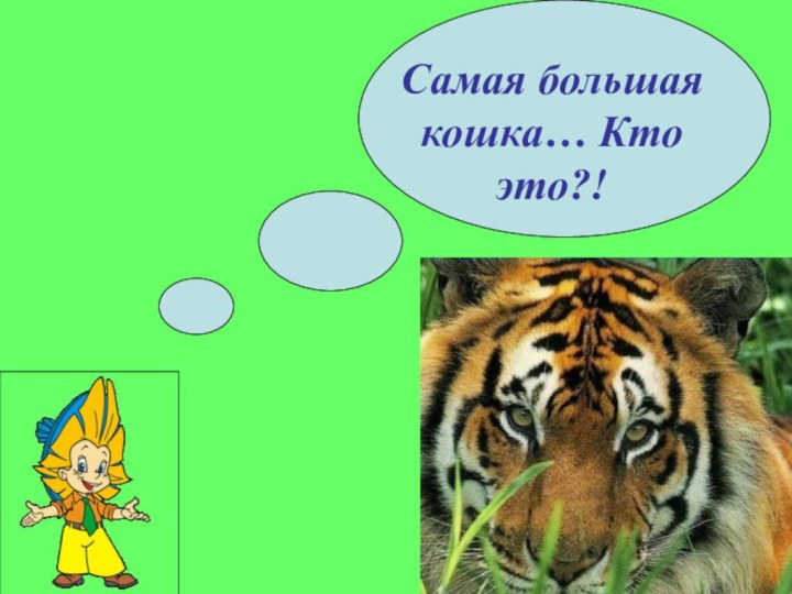 Самая большая кошка… Кто это?!