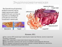 Постер по теме: Органеллы клетки_ЭПС
