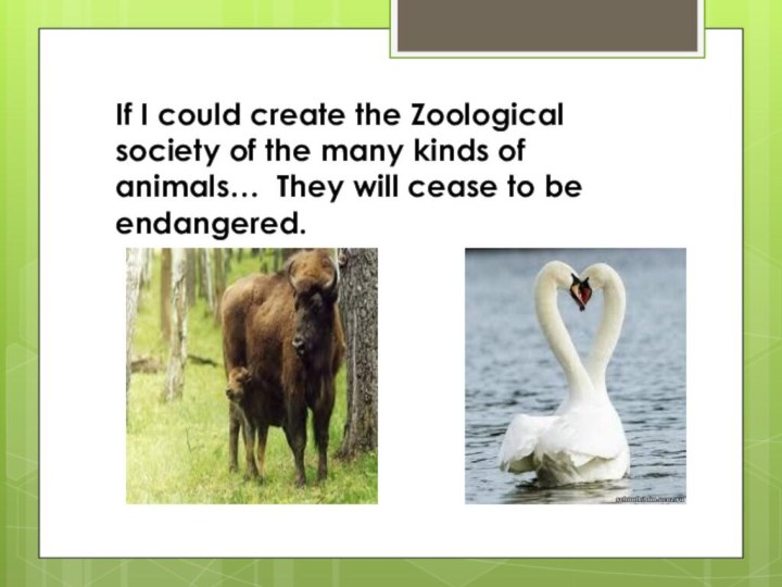 If I could create the Zoological society of the many kinds