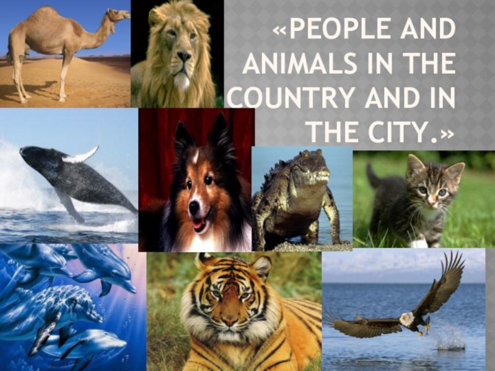 «People and animals in the country and in the city.»