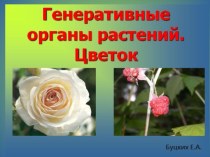 Презентация по биологии на тему Генеративные органы растения. Цветок