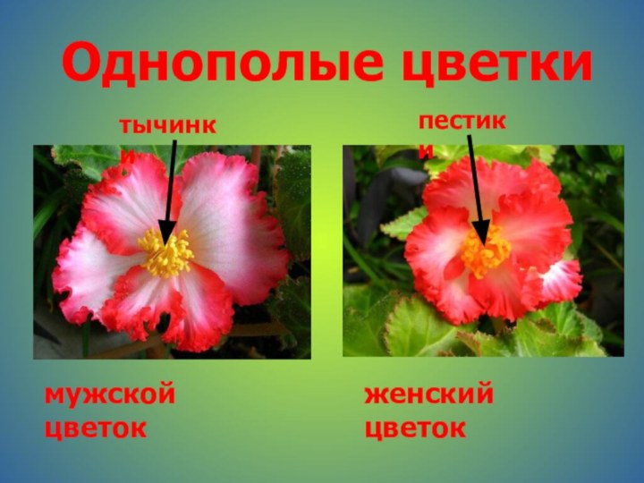 Однополые цветкитычинкипестикимужской цветокженский цветок