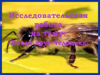 Исследовательская работа на тему: Пчела- друг человека.