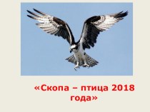 Скопа - птица 2018 года