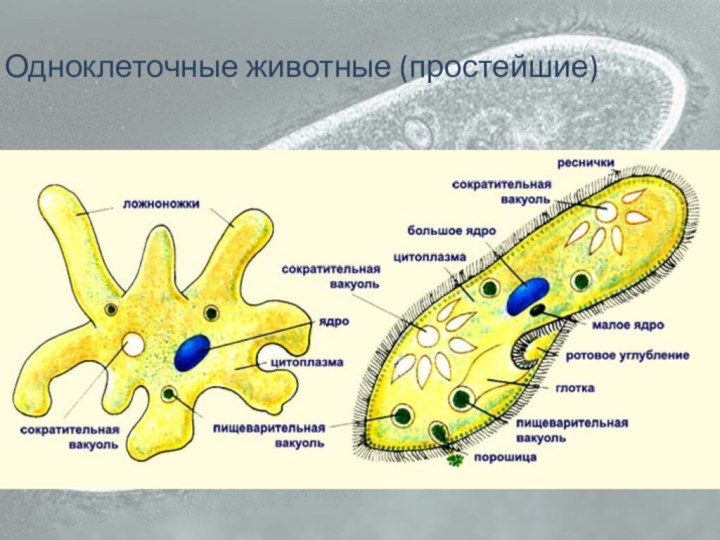 Одноклеточные животные (простейшие)