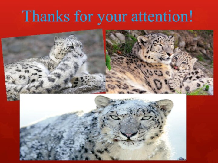 Thanks for your attention!