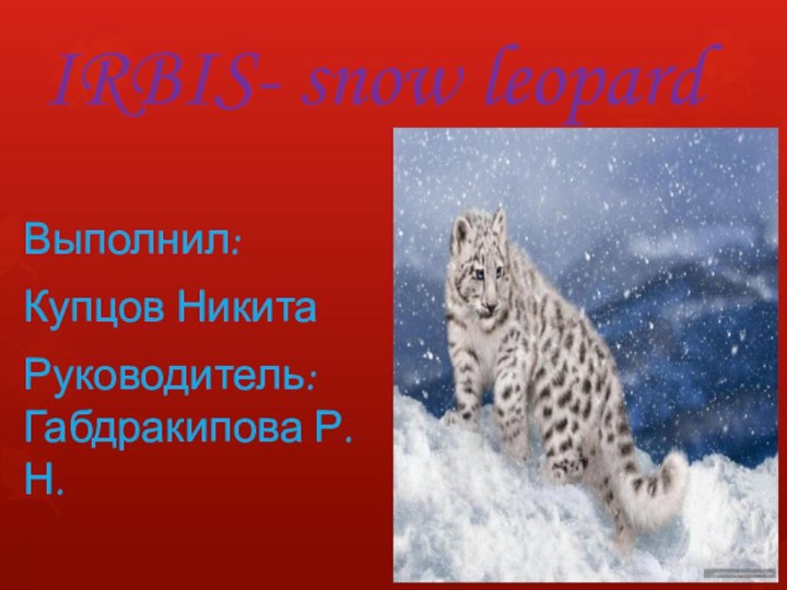 IRBIS- snow leopardВыполнил: Купцов НикитаРуководитель: Габдракипова Р.Н.