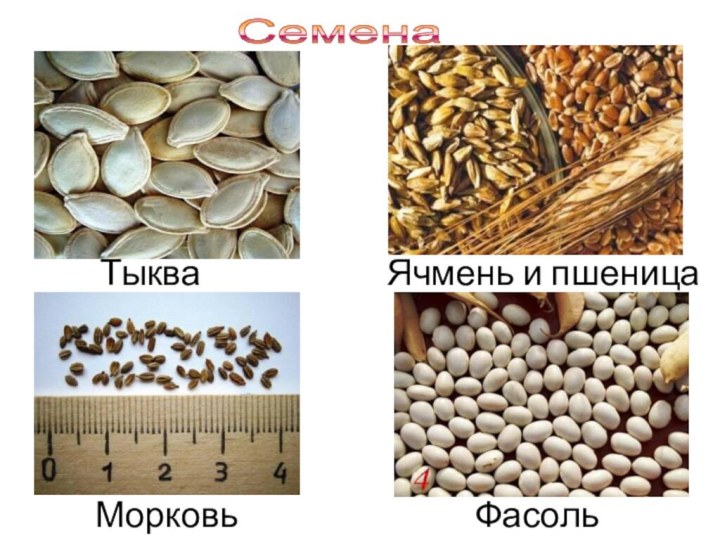 Рисунки прорастания фасоли и зерна ячменя даны в случайном порядке укажите порядок рисунков