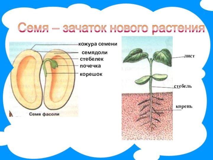 Первые видоизмененные листья цветковых растений называются семядолями. Прорастание семян фасоли 6 класс биология. Кожура семядоли зародышевый корешок. Проект прорастание семян. Семядоля семени.
