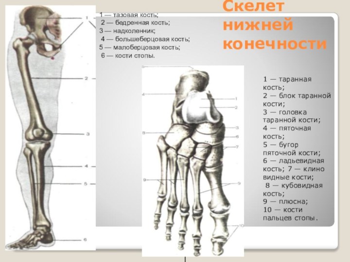 Скелет нижней конечности1 — тазовая кость; 2 — бедренная кость; 3 —