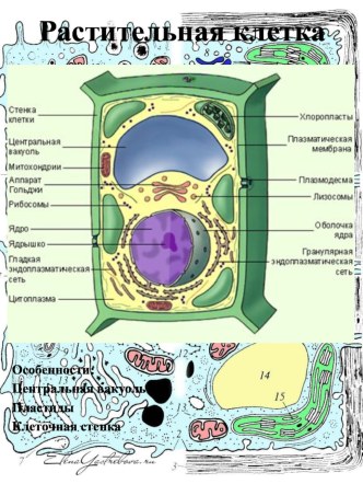 Раздаточный материал по теме: Растительная клетка