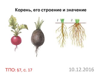 Презентация по биологии к разделу Органы растений по теме Корень (6 класс)
