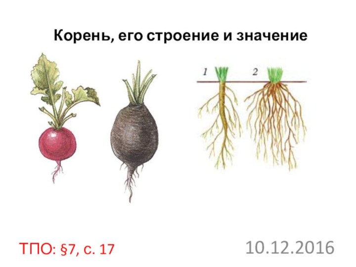 Корень, его строение и значениеТПО: §7, с. 17