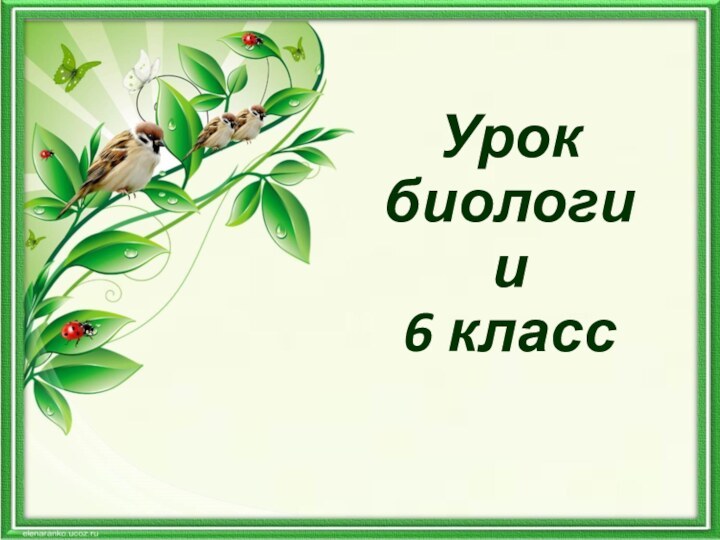 Урок биологии 6 класс