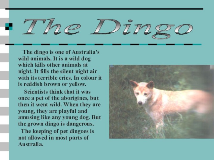 The dingo is one of Australia’s wild animals. It is