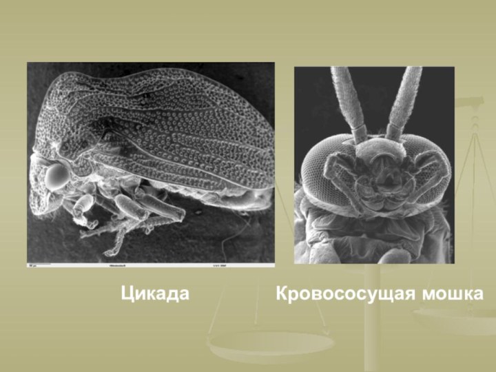 ЦикадаКровососущая мошка