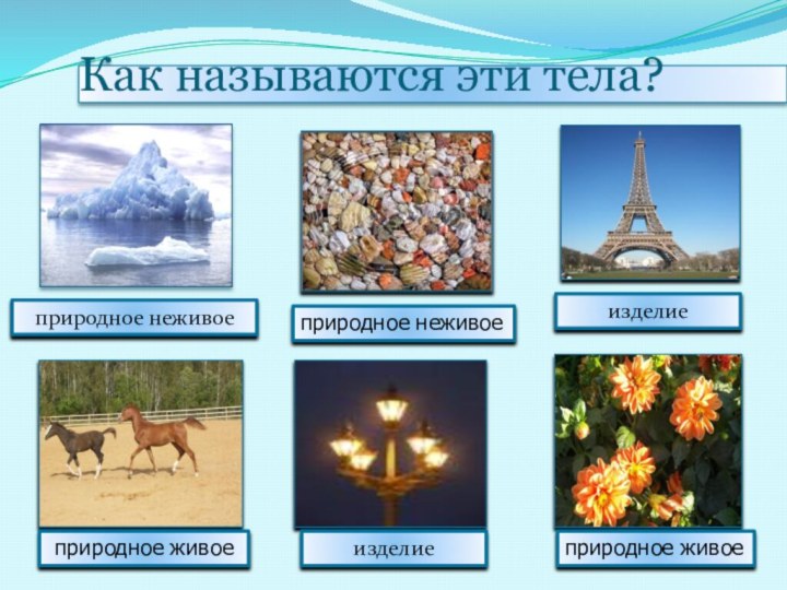 Как называются эти тела?природное неживоеприродное неживоеприродное живоеприродное живоеизделиеизделие