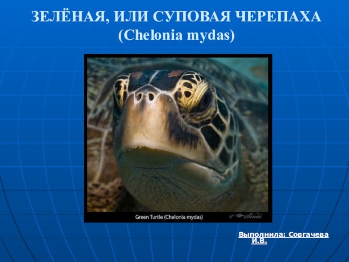 ЗЕЛЁНАЯ, ИЛИ СУПОВАЯ ЧЕРЕПАХА (Chelonia mydas) Выполнила: Совгачева И.В.