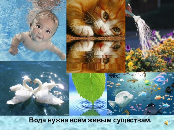 Вода нужна всем живым существам.