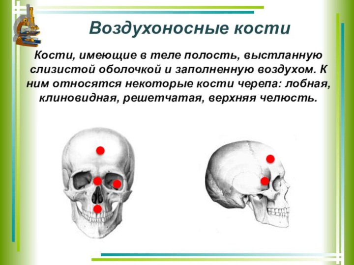 Воздухоносные костиКости, имеющие в теле полость, выстланную слизистой оболочкой и заполненную воздухом.