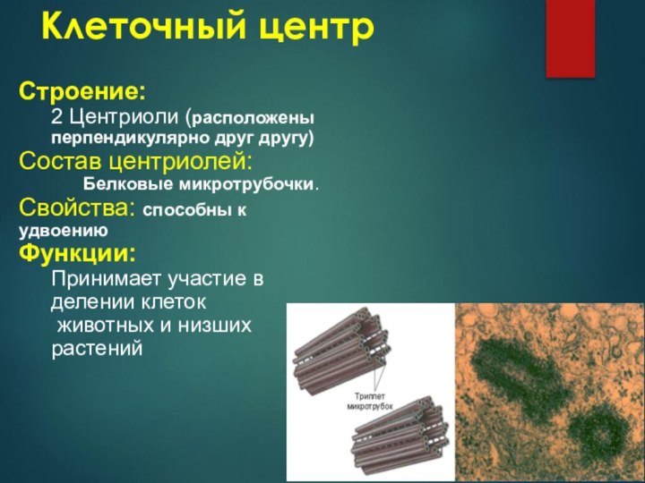 Клеточный центрСтроение:2 Центриоли (расположены перпендикулярно друг другу)Состав центриолей:Белковые микротрубочки.Свойства: способны к удвоениюФункции:Принимает