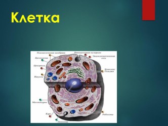 Презентация по биологии для 9 класса по теме Клетка