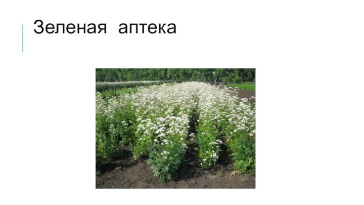 Зеленая аптека