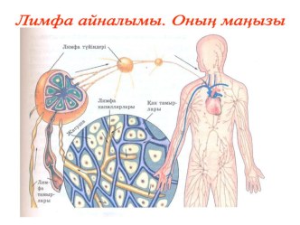 Лимфа айналымы