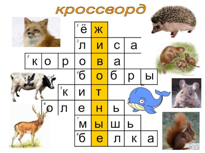 кроссвордё жл  и  с  а к о  р