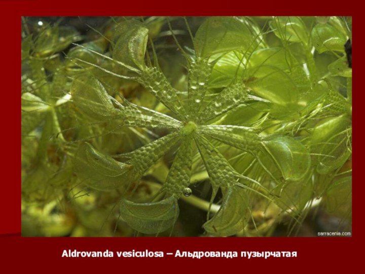 Aldrovanda vesiculosa – Альдрованда пузырчатая  