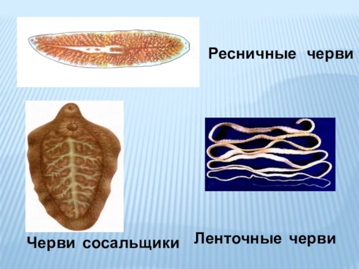 Ресничные  червиЛенточные червиЧерви сосальщики