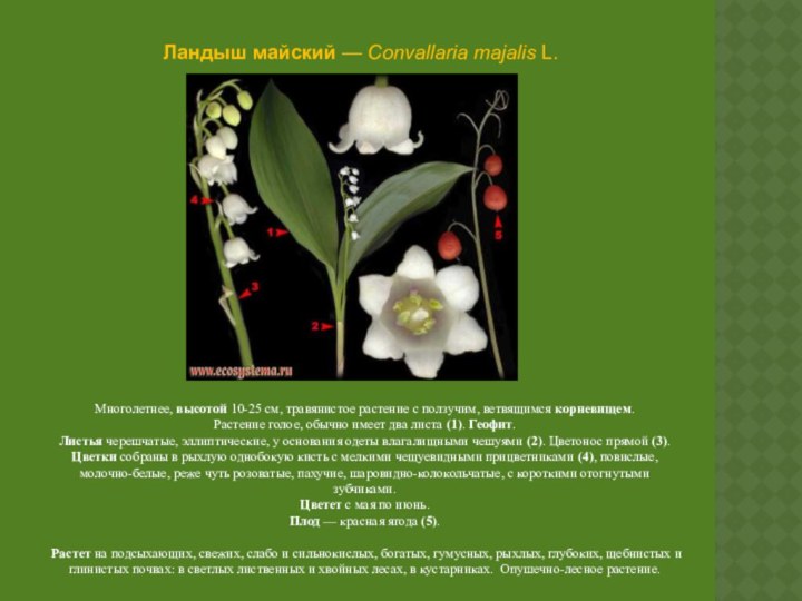 Ландыш майский — Convallaria majalis L.Многолетнее, высотой 10-25 см, травянистое растение с