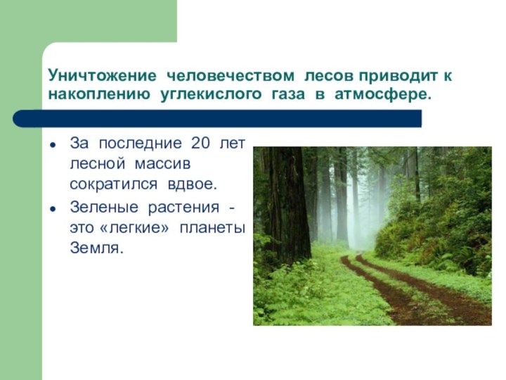 Уничтожение человечеством лесов приводит к накоплению углекислого газа в атмосфере. За последние