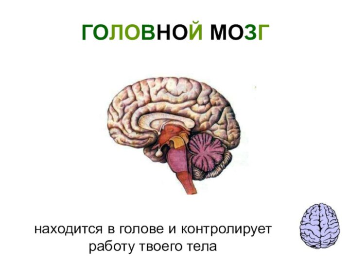 ГОЛОВНОЙ МОЗГнаходится в голове и контролирует работу твоего тела