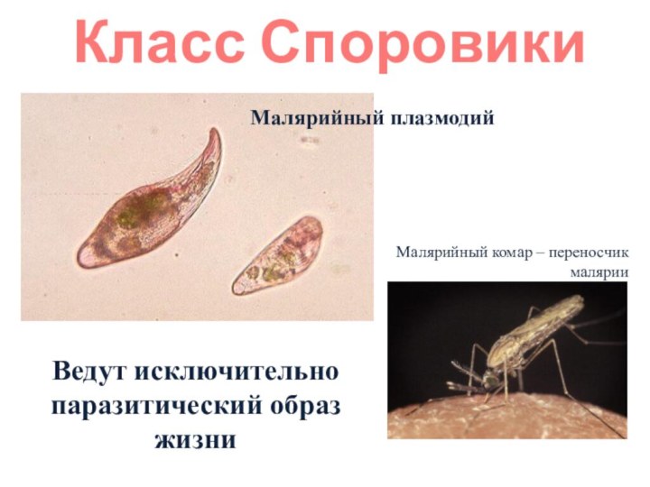 Класс Споровики Ведут исключительно паразитический образ жизниМалярийный плазмодийМалярийный комар – переносчик малярии