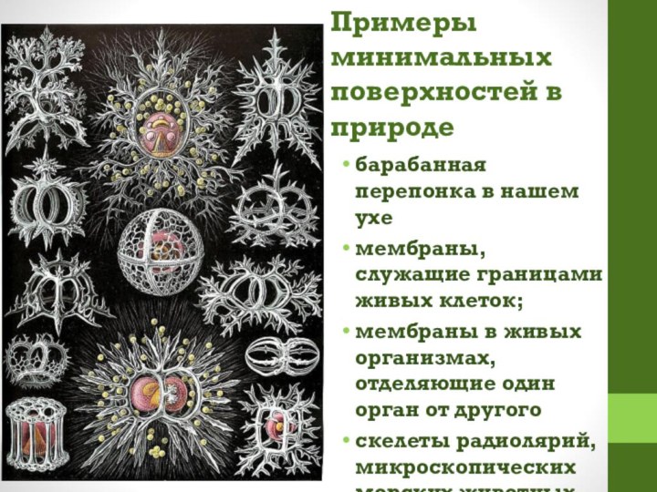 Примеры минимальных поверхностей в природебарабанная перепонка в нашем ухемембраны, служащие границами живых