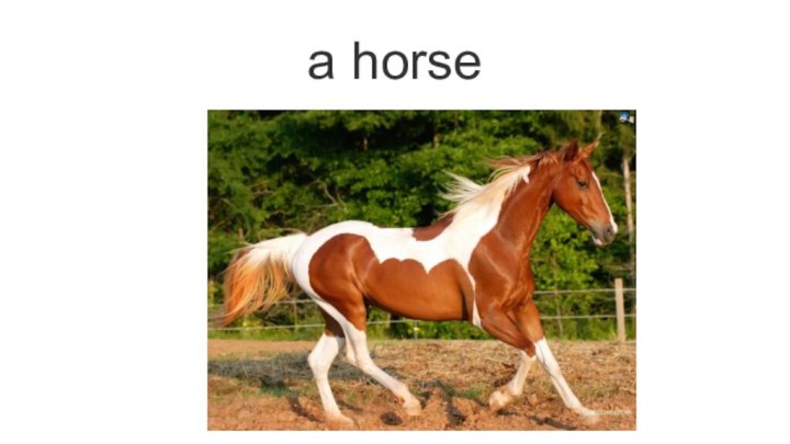 a horse