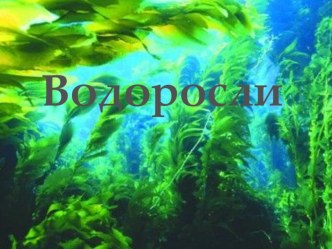 Презентация Водоросли 6 класс