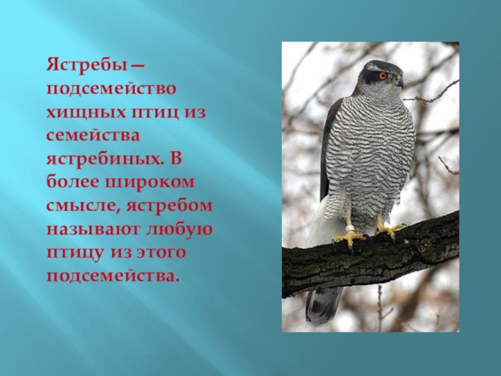 Ястребы— подсемейство хищных птиц из семейства ястребиных. В более широком смысле, ястребом