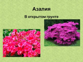 Презентация по цветоводству Азалия