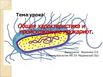 Презентация по биологии на тему Прокариоты (5 класс)