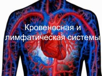 Кровеносная и лимфатическая системы