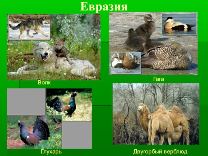 Северная евразия животный мир. Животный мир Евразии. Растительный и животный мир Евразии. Животный мир материка Евразия. Обитатели Евразии для детей.