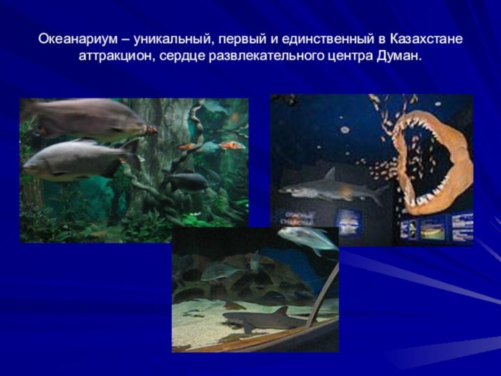 Океанариум – уникальный, первый и единственный в Казахстане аттракцион, сердце развлекательного центра Думан.