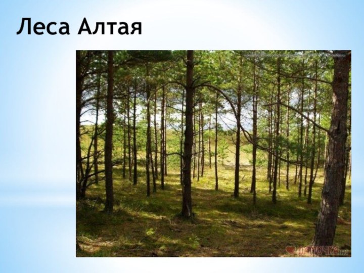 Леса Алтая