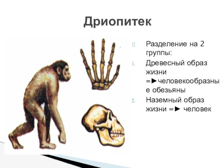 Дриопитек Разделение на 2 группы:Древесный образ жизни =►человекообразные обезьяны Наземный образ жизни =► человек
