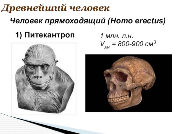 Древнейший человек1 млн. л.н.Vгм = 800-900 см3Человек прямоходящий (Homo erectus)1) Питекантроп