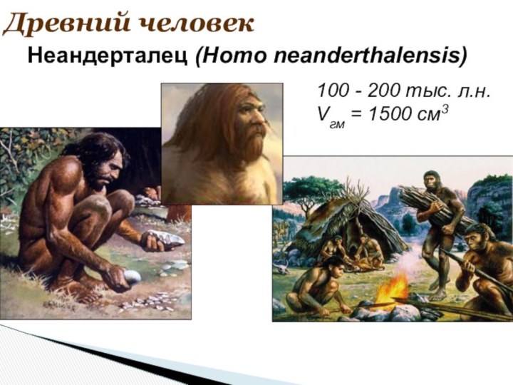 Древний человек100 - 200 тыс. л.н.Vгм = 1500 см3Неандерталец (Homo neanderthalensis)