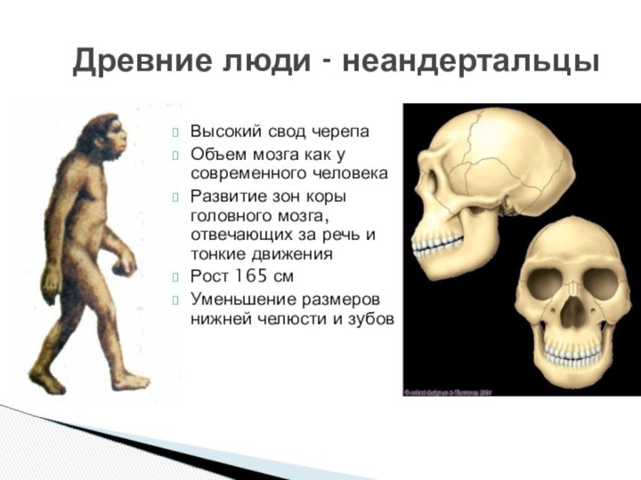 Древние люди - неандертальцы Высокий свод черепаОбъем мозга как у современного